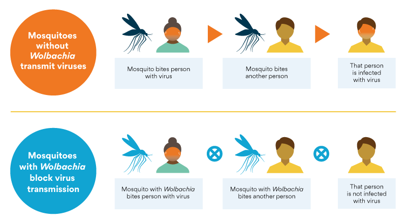 World Mosquito Program infographic - How Does it Work?