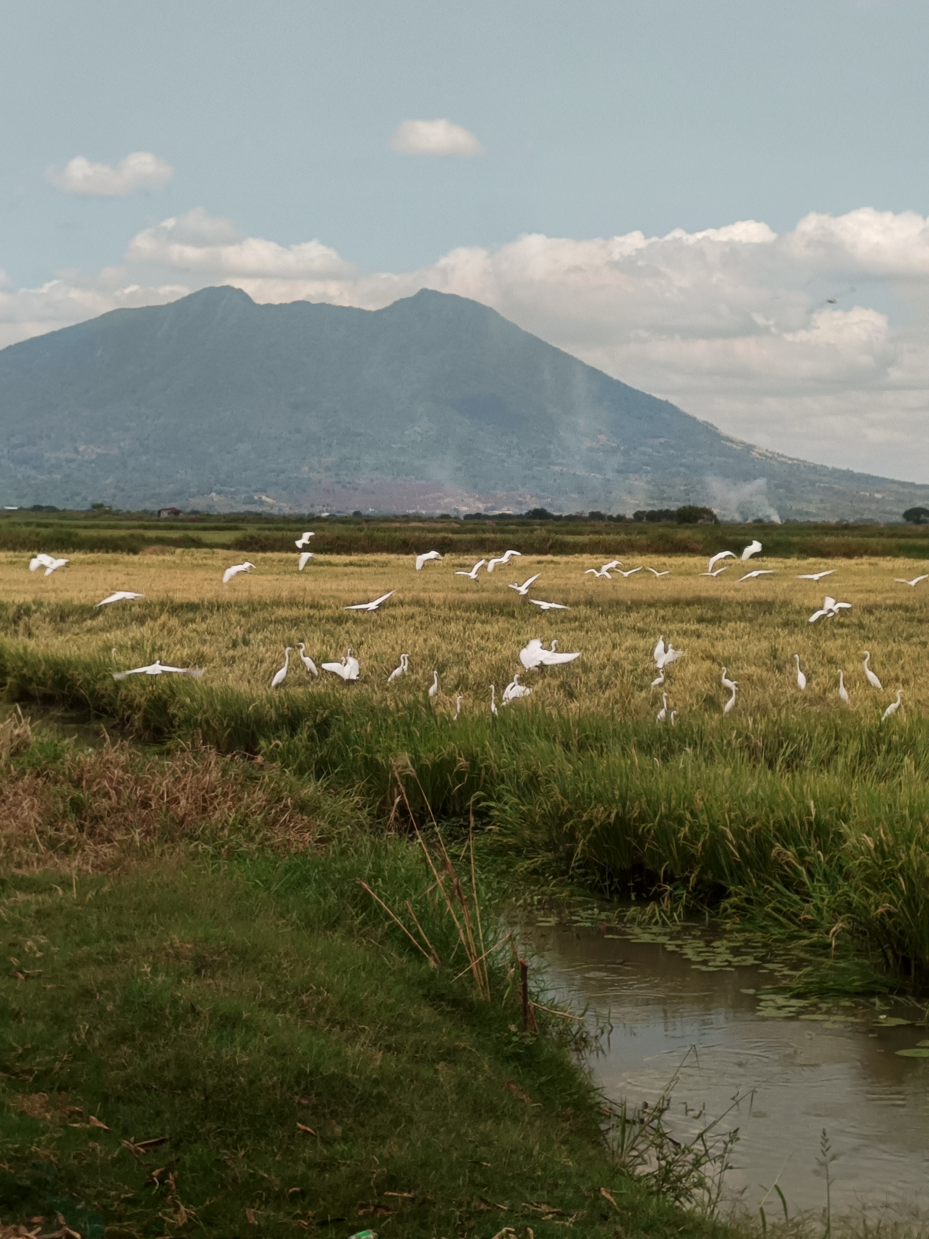 Wild birds
