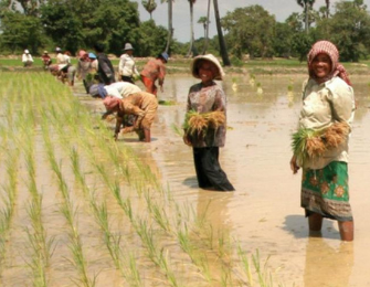 Rice Harvest
