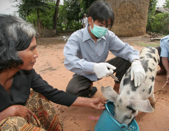 Vaccination of pigs. DFAT.